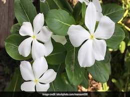 सदाबहार के फूल से कंट्रोल में कर सकते हैं Blood sugar, जानिए कैसे सदाबहार के फूल से कंट्रोल में कर सकते हैं Blood sugar, जानिए कैसे