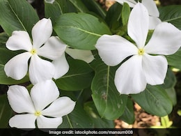 कोलेस्ट्रॉल और डायबिटीज रोगियों के लिए अचूक उपाय है ये आयुर्वेदिक जड़ी बूटी, जान लें कैसे करें इस्तेमाल