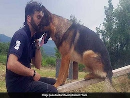 Dog Who Rescued Quake Survivors Found Dead. Owner Says He Was Poisoned Dog Who Rescued Quake Survivors Found Dead. Owner Says He Was Poisoned