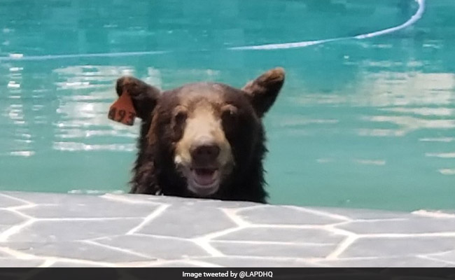 Watch: After Taking Dip In Pool, Bear Roams Through Neighbourhood