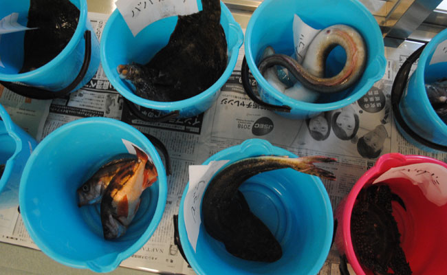 No Threat From Fukushima's Products, Japan Farmers Struggle To Win Trust