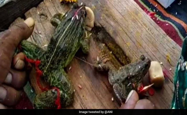 Frogs Married In Madhya Pradesh To 'Please Rain Gods', Minister Attends