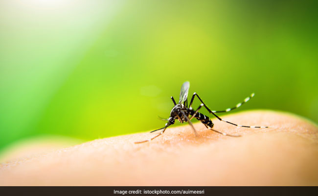 8 Genius Home Remedies for Mosquito Bites That Really Work!