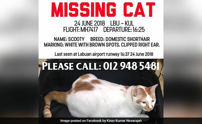 Cat-astrophe: Airline Accused Of Misplacing Pet Cat