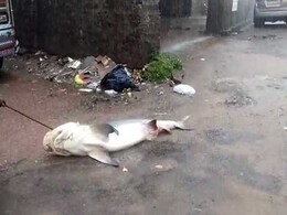 Shark, 5 Foot Snake On Flooded Mangaluru Streets After Heavy Rain. Watch Shark, 5 Foot Snake On Flooded Mangaluru Streets After Heavy Rain. Watch