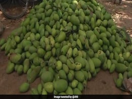Dust Storm Damages Mango Harvest, UP Farmers Face 40% Losses Dust Storm Damages Mango Harvest, UP Farmers Face 40% Losses
