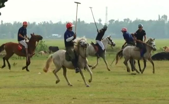 Shrinking Wetlands Are Killing Manipuri Ponies, Policy Push Can Save Them