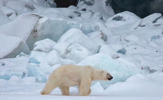 Polar Bear Shot Dead In Arctic Ocean After It Attacked A Ship Worker