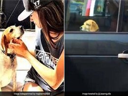 Meghan Markle's Dog Rides With The Queen And The Internet Is Stoked Meghan Markle's Dog Rides With The Queen And The Internet Is Stoked