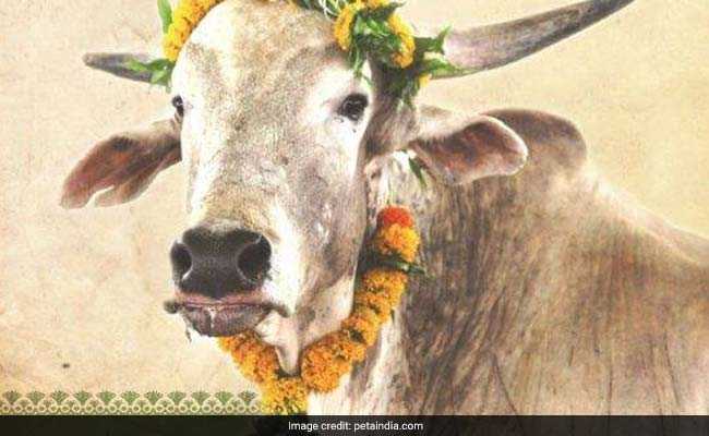 Know About PETA India's Unique Gift To Meghan Markle And Prince Harry