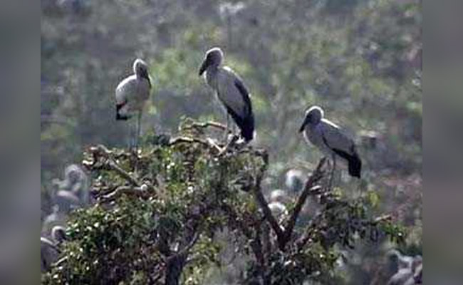 Over 380 More Migratory Birds Found Dead In Himachal Sanctuary
