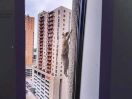 Raccoon Makes It To Top Of 25-Storey Skyscraper Through 'Superpowers' Raccoon Makes It To Top Of 25-Storey Skyscraper Through 'Superpowers'