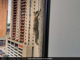 A Raccoon Is Scaling A Tall Skyscraper, And It's Incredibly Stressful A Raccoon Is Scaling A Tall Skyscraper, And It's Incredibly Stressful