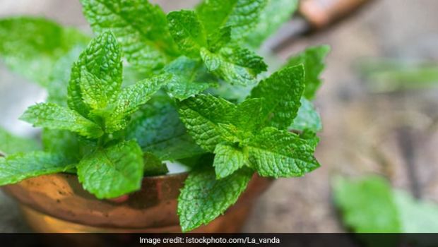 Mint For Skin: Top 5 Mint Face Packs To Fight Skin Problems In Summers