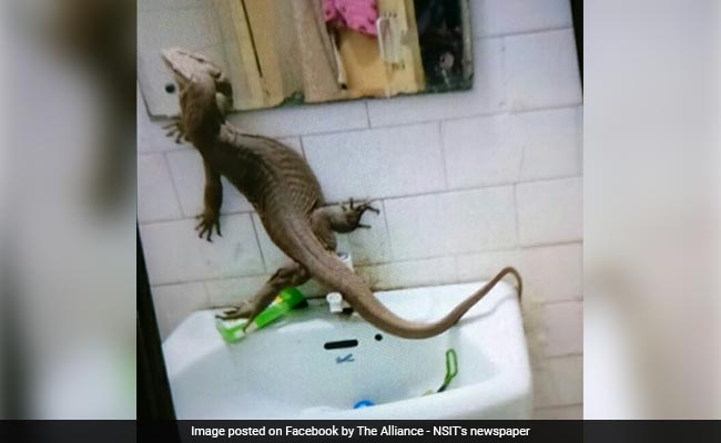 Monitor Lizard Found Inside Girls Hostel In Delhi College