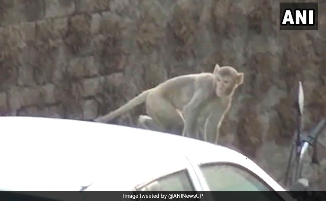 Monkey Snatched Bag Filled With Rs 2 Lakh Cash, Claims UP Man