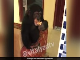 YouTube Star Faces Flak Over Viral Clip Showing Monkey Smoking Marijuana YouTube Star Faces Flak Over Viral Clip Showing Monkey Smoking Marijuana