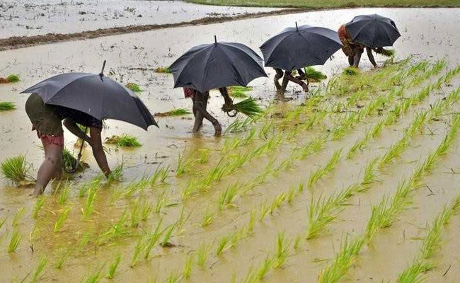 BJP MP Claims Scam Worth Thousands Of Crores In Paddy Procurement In Telangana