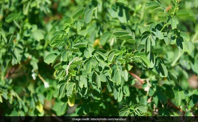 Indian Tree Moringa Oleifera's Seeds Can Bring Water To Millions: Study