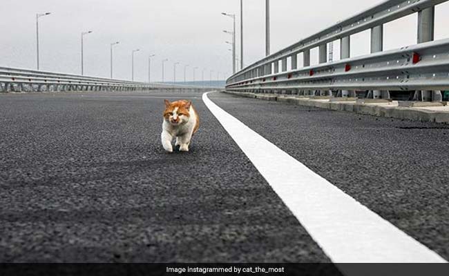 Putin Made A Show Of Crossing The New Crimea Bridge. But He Was Upstaged By A Cat