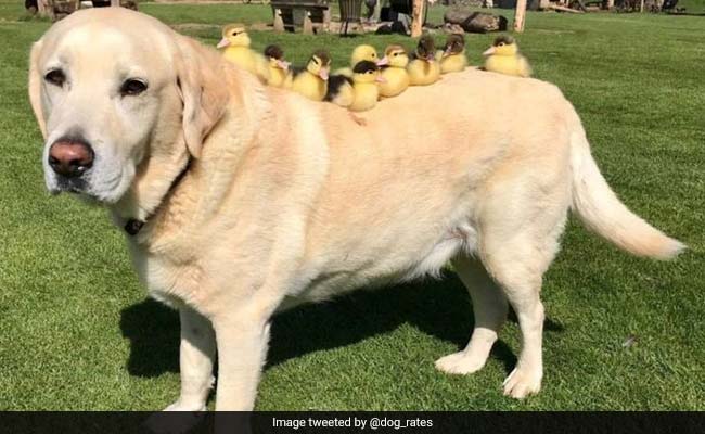 This Elderly Dog Adopted 9 Orphaned Ducklings And It's Too Sweet For Words