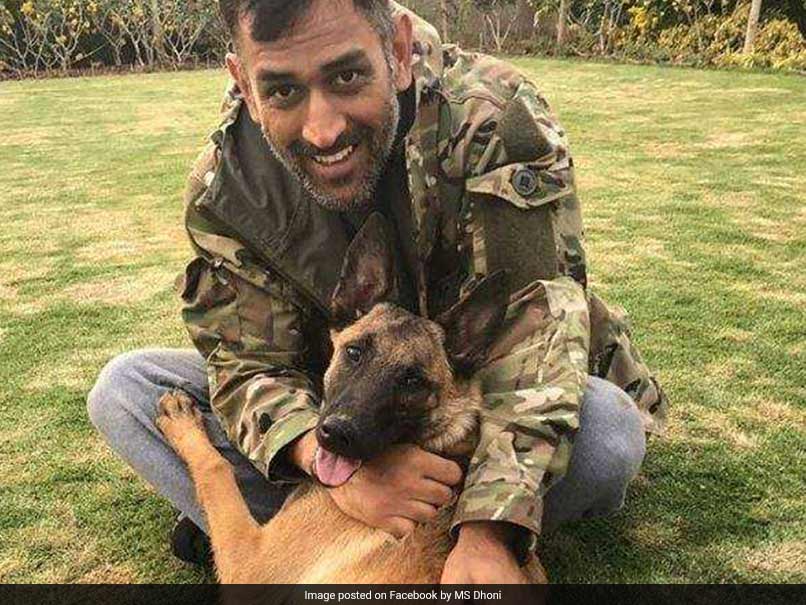 Watch: MS Dhoni Takes His Dogs For A Walk