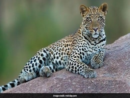 Mumbai Man Tries To Save Dog, Gets Attacked By Leopard In Mulund Mumbai Man Tries To Save Dog, Gets Attacked By Leopard In Mulund