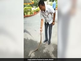 Watch: Gujarat Congress Leader Tackles Venomous Snake Outside Home Watch: Gujarat Congress Leader Tackles Venomous Snake Outside Home