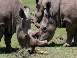 "Beautiful" Embryos Created From Near-Extinct Rhinoceros Sperm "Beautiful" Embryos Created From Near-Extinct Rhinoceros Sperm