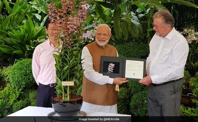 "Dendrobrium Narendra Modi": Singapore Names Exotic Orchid After PM