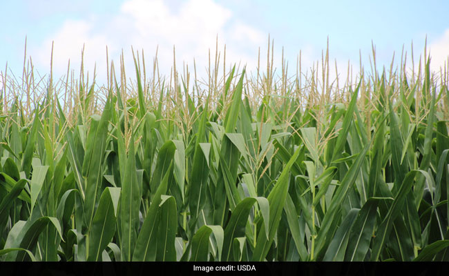 NASA To Monitor Plants' Water Usage Through New Instrument