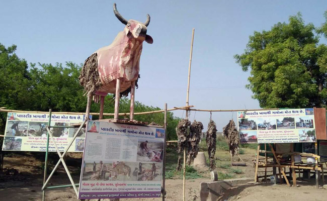 With His Fetid Cow Model, Dalit Man In Gujarat Has A Message