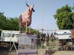 With His Fetid Cow Model, Dalit Man In Gujarat Has A Message With His Fetid Cow Model, Dalit Man In Gujarat Has A Message