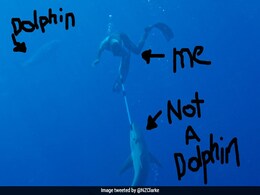 New Zealand 'First Bloke' Clarke Gayford Fends Off Angry Shark, Tweets Photo New Zealand 'First Bloke' Clarke Gayford Fends Off Angry Shark, Tweets Photo