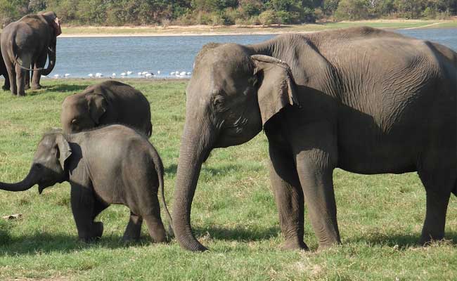 Train In Sri Lanka Kills Three Elephant Calves