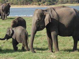 In A First, Kerala's Captive Elephants Get Own Genetic IDs In A First, Kerala's Captive Elephants Get Own Genetic IDs