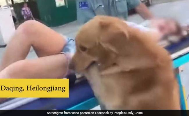 Watch: Faithful Golden Retriever Refuses To Leave Owner, Rides Ambulance