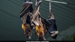 What Is Nipah Virus And Its Symptoms?