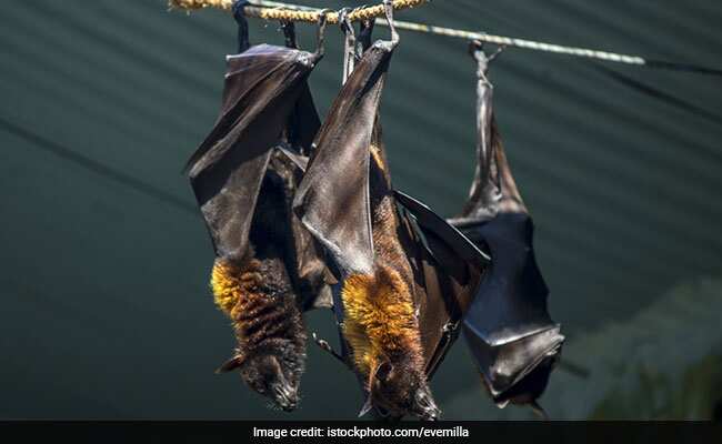 क्या है निपाह वायरस, इसके लक्षण और इलाज, यहां हैं बचने के उपाय