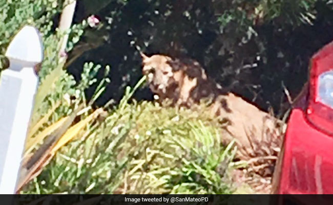 Mountain Lion Captured From Backyard After 6-Hour Neighbourhood Lockdown