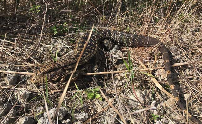 Voracious 4-Feet-Long Lizards May March To Southern United States: Study