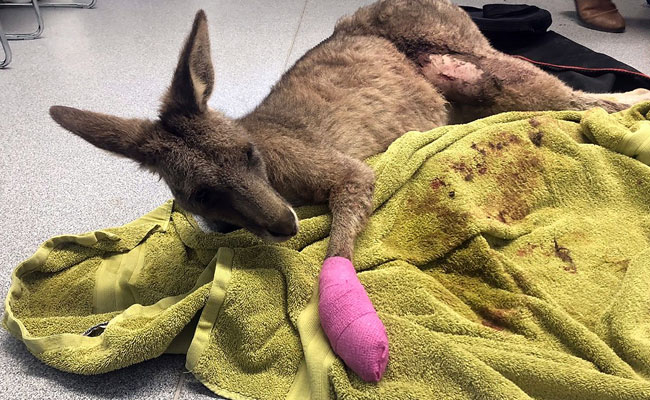 Family Stunned As Kangaroo Smashes Through House Window