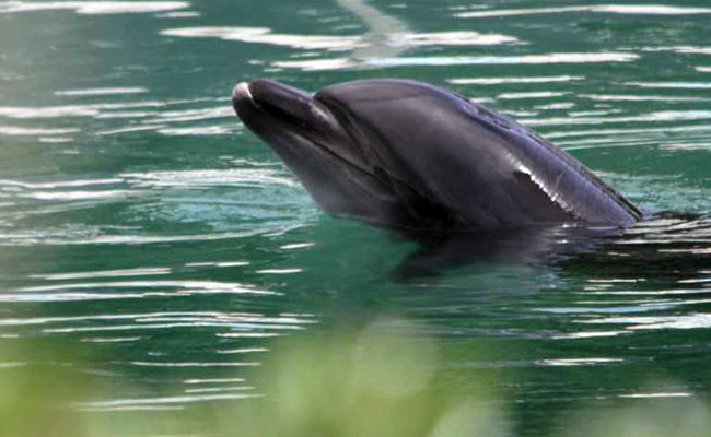 Honey The Lonely Dolphin, Abandoned In Japanese Aquarium, Sparks Outrage