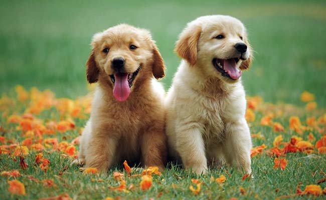 Ever Wonder How Your Dog Sees The World? Read This