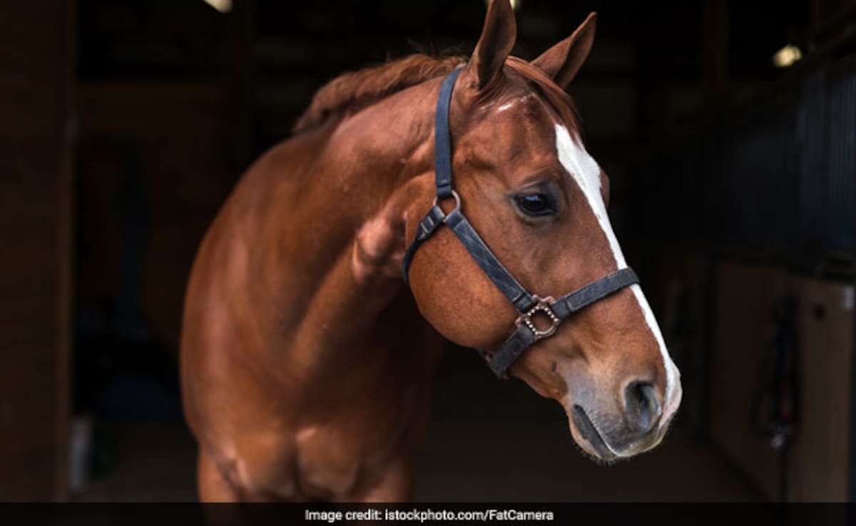 Horse Handler In Mumbai Gets 2 Years In Jail For Girl's Death Due To Fall