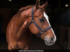 Horse Handler In Mumbai Gets 2 Years In Jail For Girl's Death Due To Fall