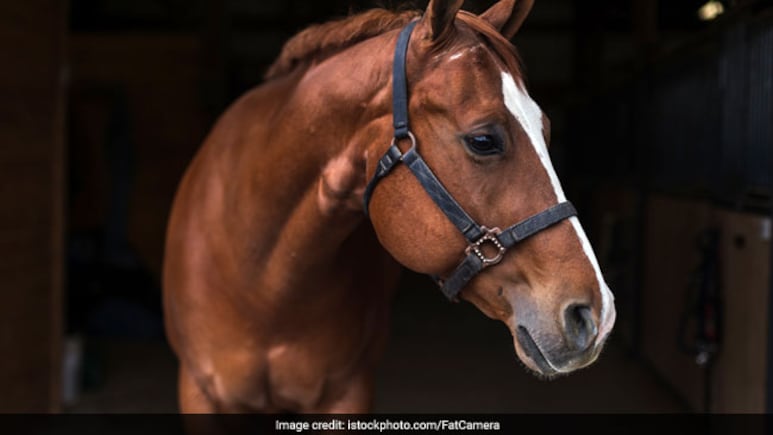 Horse Handler In Mumbai Gets 2 Years In Jail For Girl's Death Due To Fall