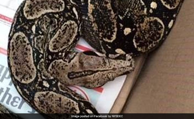 Man Woke Up After Something Fell On Him. It Was A 6-Foot Boa Constrictor