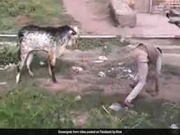 Bakrid 2018: बकरे ने बच्चे से ऐसे लिया बदला, बकरीद के दौरान वायरल हुआ Video Bakrid 2018: बकरे ने बच्चे से ऐसे लिया बदला, बकरीद के दौरान वायरल हुआ Video