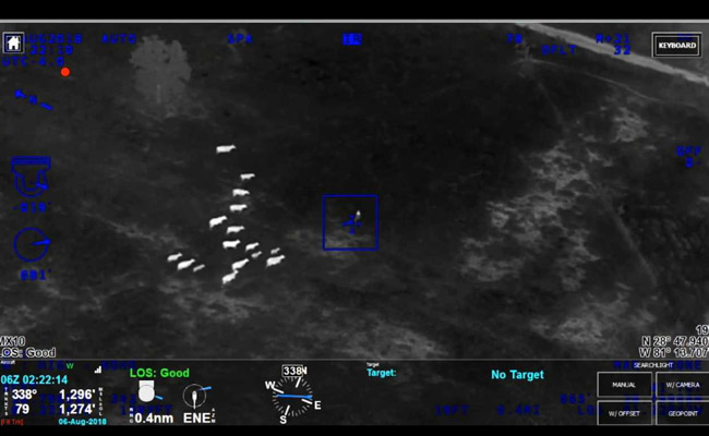 In Florida, Cows Gave Police A Helping Hoof To Catch Suspected Thief